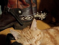 关于“靴子道时好的猫的优美句子
