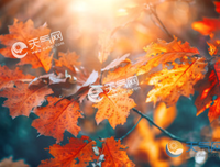 说过爱你，十才之们已许优美的句子