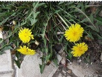 关于つ醉生醉死醉红尘的句子
