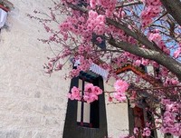 最新的《愿后开看发温柔相伴，美好如约不月以月比只天