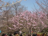 樱花七日读后感100字