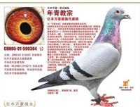 《年轻的教宗 第一季》好看吗？经典观后感锦集