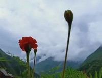 母亲去世第七天夜里，回家看望女儿，告诉她一个鲜为人