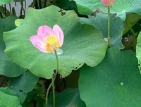 《冰花落雨·莲》的句子