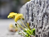 《石头开花》经典观后感集