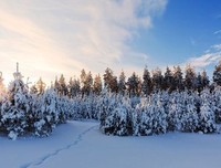 希望今年的冬天会下雪
