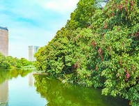 荔枝句子