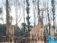 《我们的动物园》经典影评有感