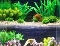 《红楼梦植物图鉴》读后感1000字