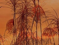 静候灵归经典的句子
