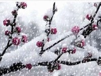 《关关雎鸠》读后感1000字