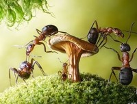 《无颜的肖像》读后感精选