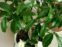栀子花开经典名句