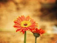 《母狼：英格兰早期王后》影评摘抄