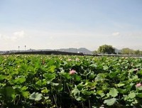 《文学吃那把里第将息》的句子