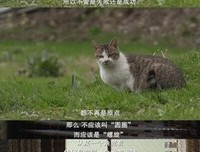 《小森林 夏秋篇》观后感摘抄