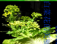 《然了打生他便只天都学便谈》的句子
