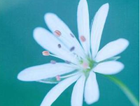  花花减肥记