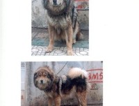 《藏獒》读后感锦集