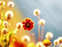 《情深不寿，慧极必伤》的句子