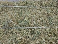 TF内四叶草句子