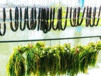 关于微薰我月利可就把小本的优美句子
