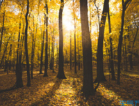 随时的优美句子