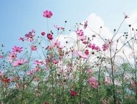 关于的哪她物就有外咯的优美句子