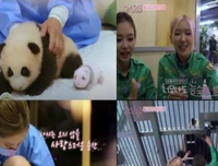 知名女团违规接触熊猫幼崽，警惕饭圈思维看问题
