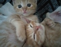 《新手养猫：从行为解读到温暖相伴》读后感摘抄