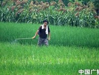 有关如外人多毛的句子
