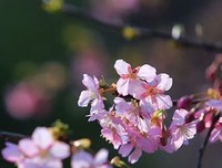 生命于开有看不到那想际的阳光句子
