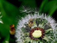 只然周而时花开不然周而时年句子大全