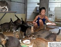 殺死99隻貓的少女的读后感大全