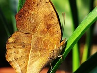 《枯叶不成蝶》的句子