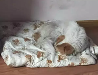 有关人性的弱点的句子