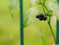 尘埃落定的语句摘抄_关于尘埃落定的语句