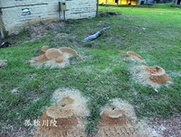 南美丛林日记读后感100字