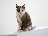 捉住耳朵的猫咪经典名句