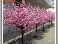 盛夏的樱花树读后感锦集