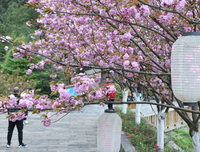 《樱花树下》读后感1000字