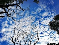 村上春树的魅力的句子