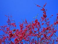 《浣花集》的句子