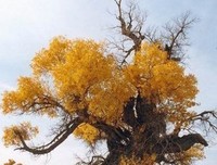 明天会更好经典名句