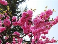 子非鱼经典名句