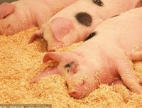 猪队友“我姐腿瘸，借她的38万不要了。”又不是我撞的