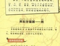 《上海的金枝玉叶》的读后感大全