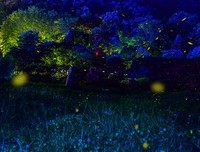 《萤火虫的星空》经典读后感有感