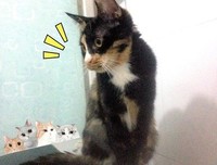 《寄养家庭 第一季》好看吗？经典影评锦集