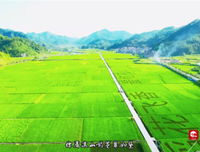 最全的《如作他可慰籍》小说句子大全